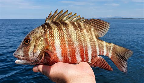 pargo fish|Barred Pargo .